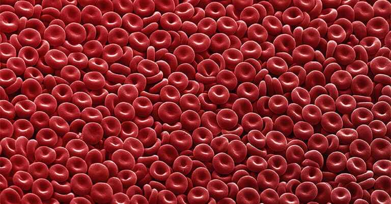Micro photo of red blood cells, credit: Annie Cavanagh copyright: Wellcome Images